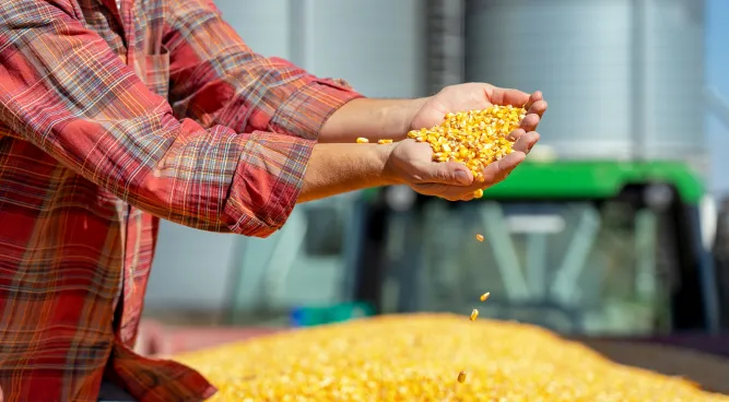 Corn Vegetable or Grain: Choose Nutritious  for a Healthier Lifestyle